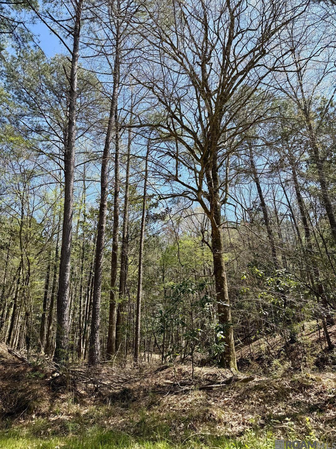 Lower Woodville Rd, Woodville, Mississippi image 6