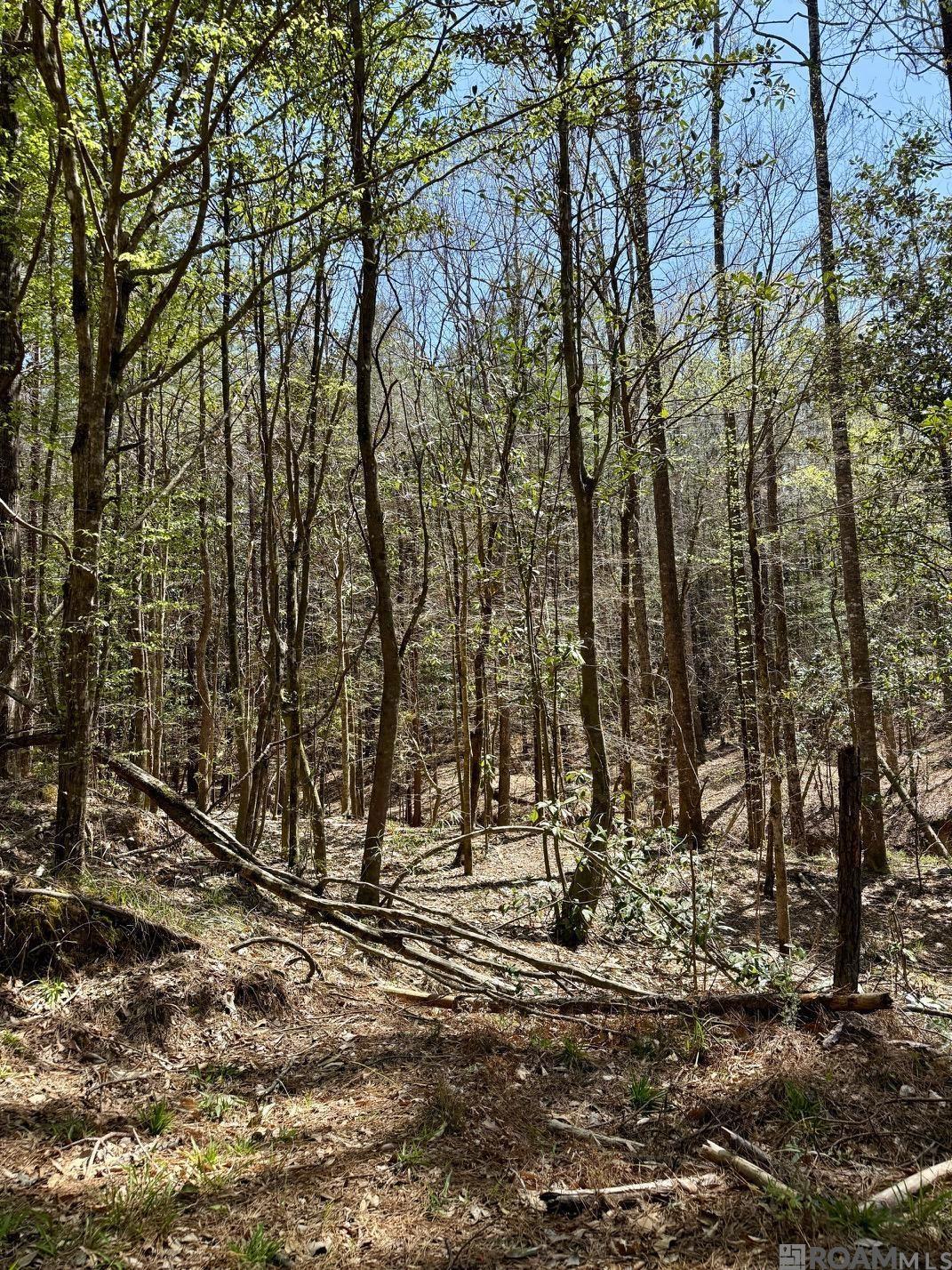 Lower Woodville Rd, Woodville, Mississippi image 12