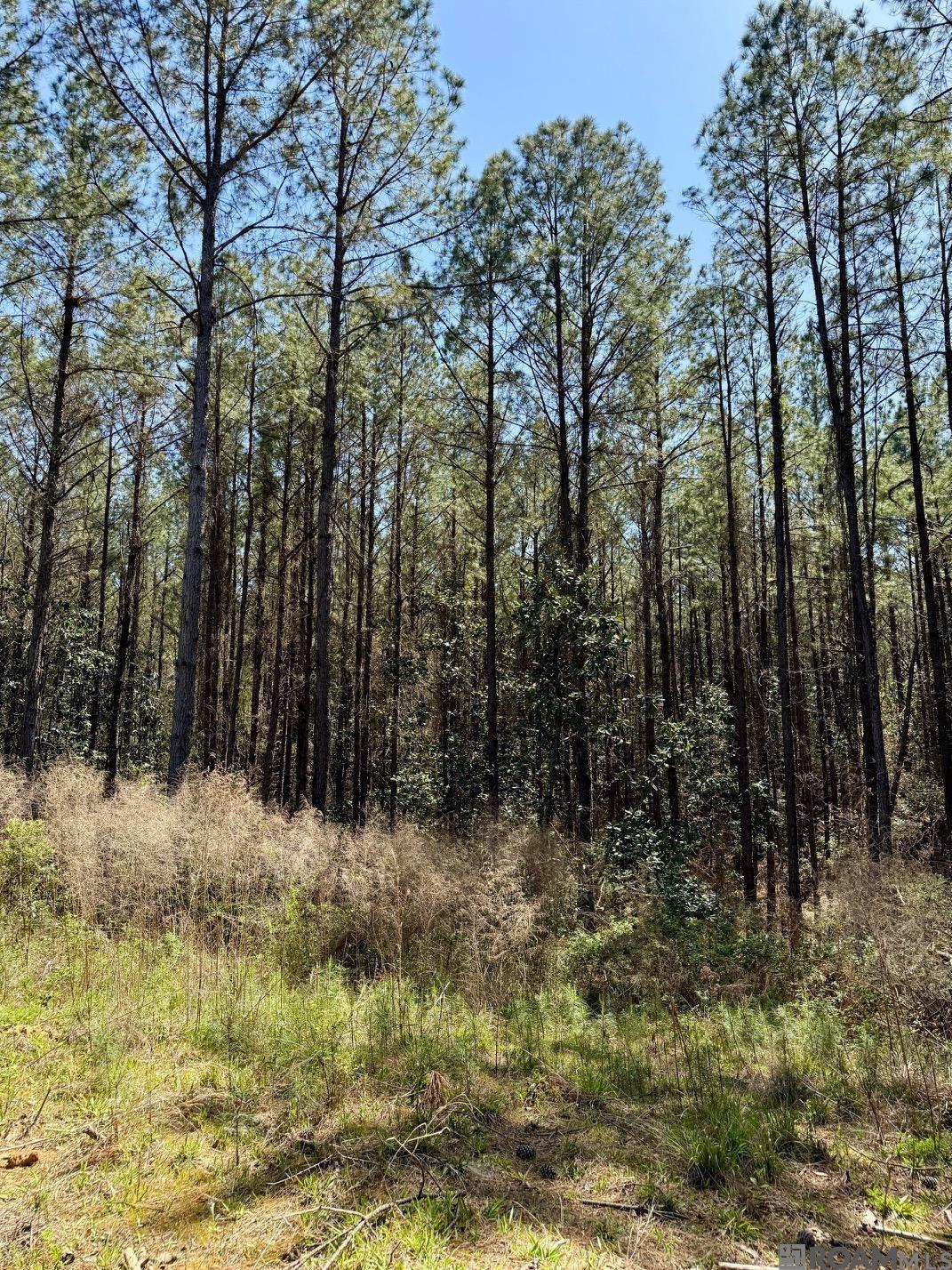 Lower Woodville Rd, Woodville, Mississippi image 17