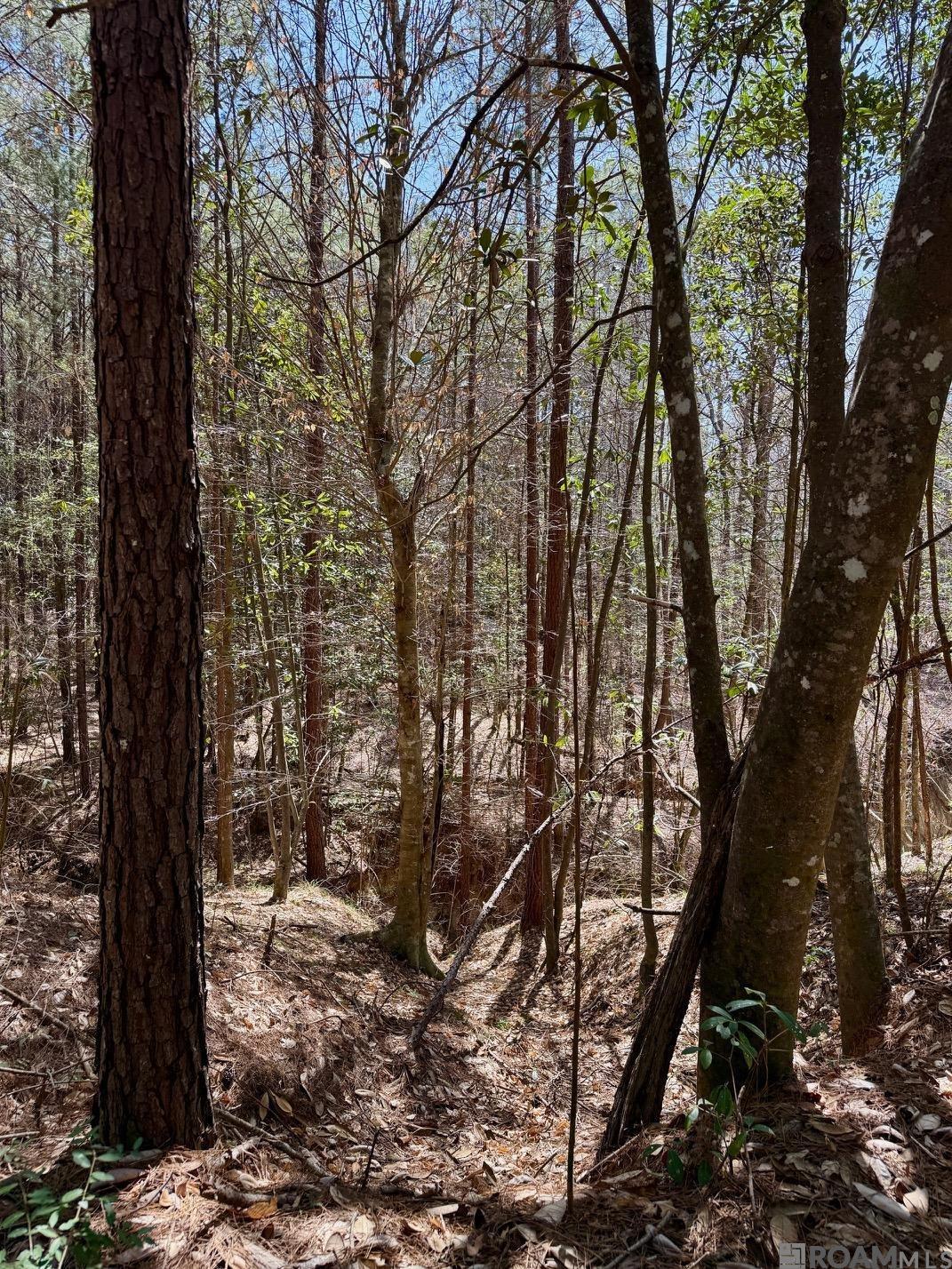 Lower Woodville Rd, Woodville, Mississippi image 14