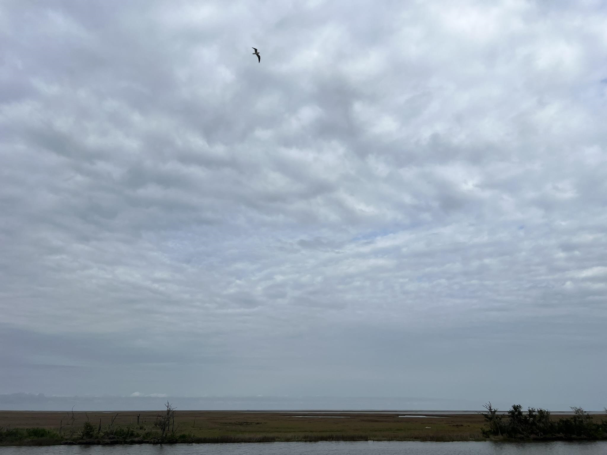 7675 Hwy 56, Chauvin, Louisiana image 22