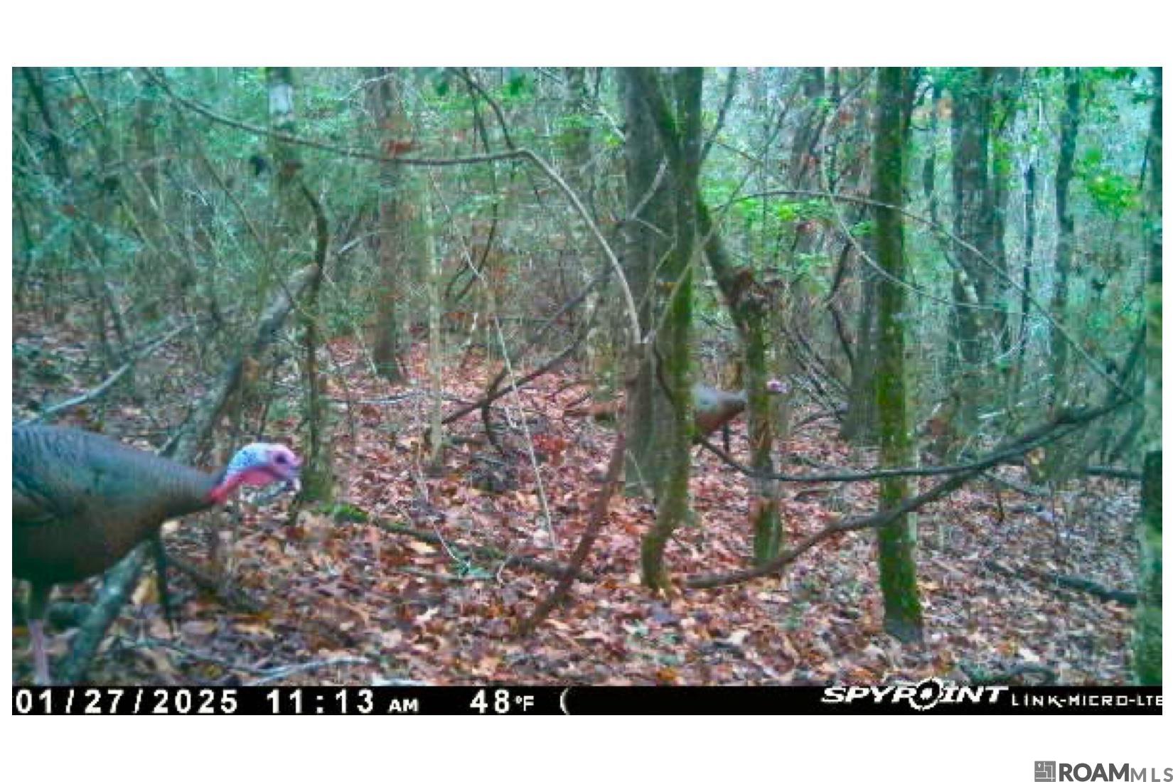 25 La Hwy 960, Clinton, Louisiana image 3