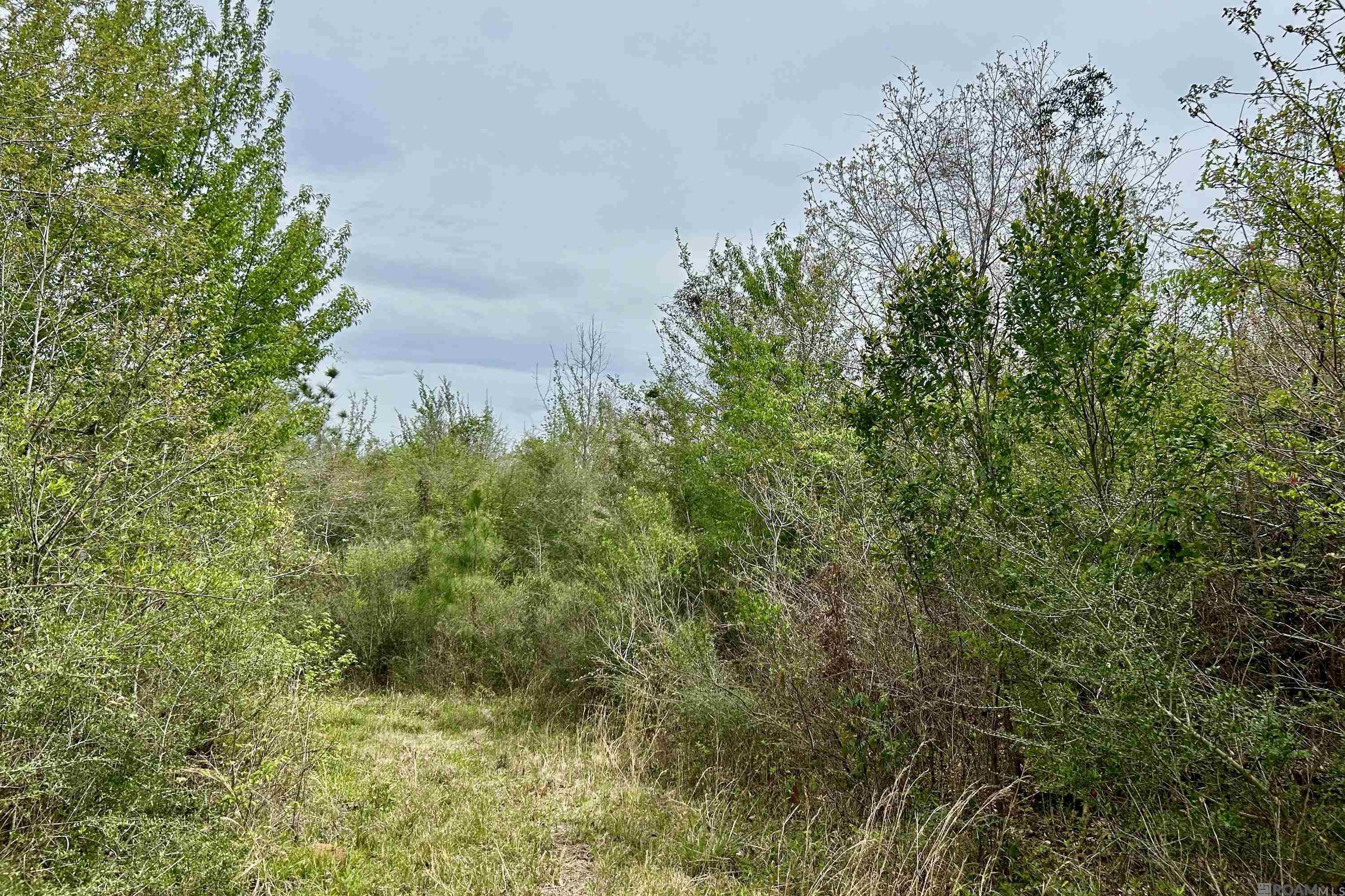 25 La Hwy 960, Clinton, Louisiana image 5