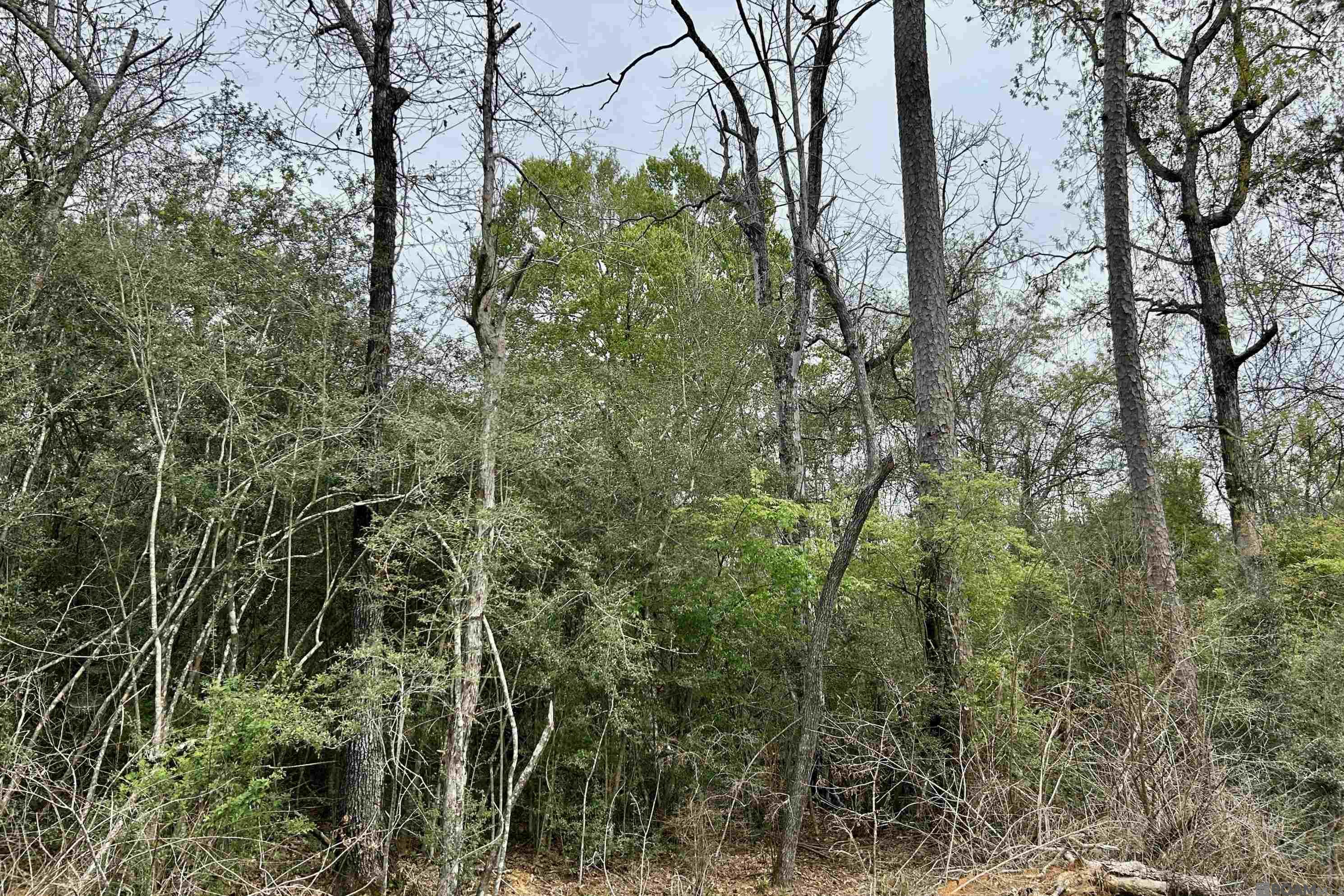 25 La Hwy 960, Clinton, Louisiana image 4