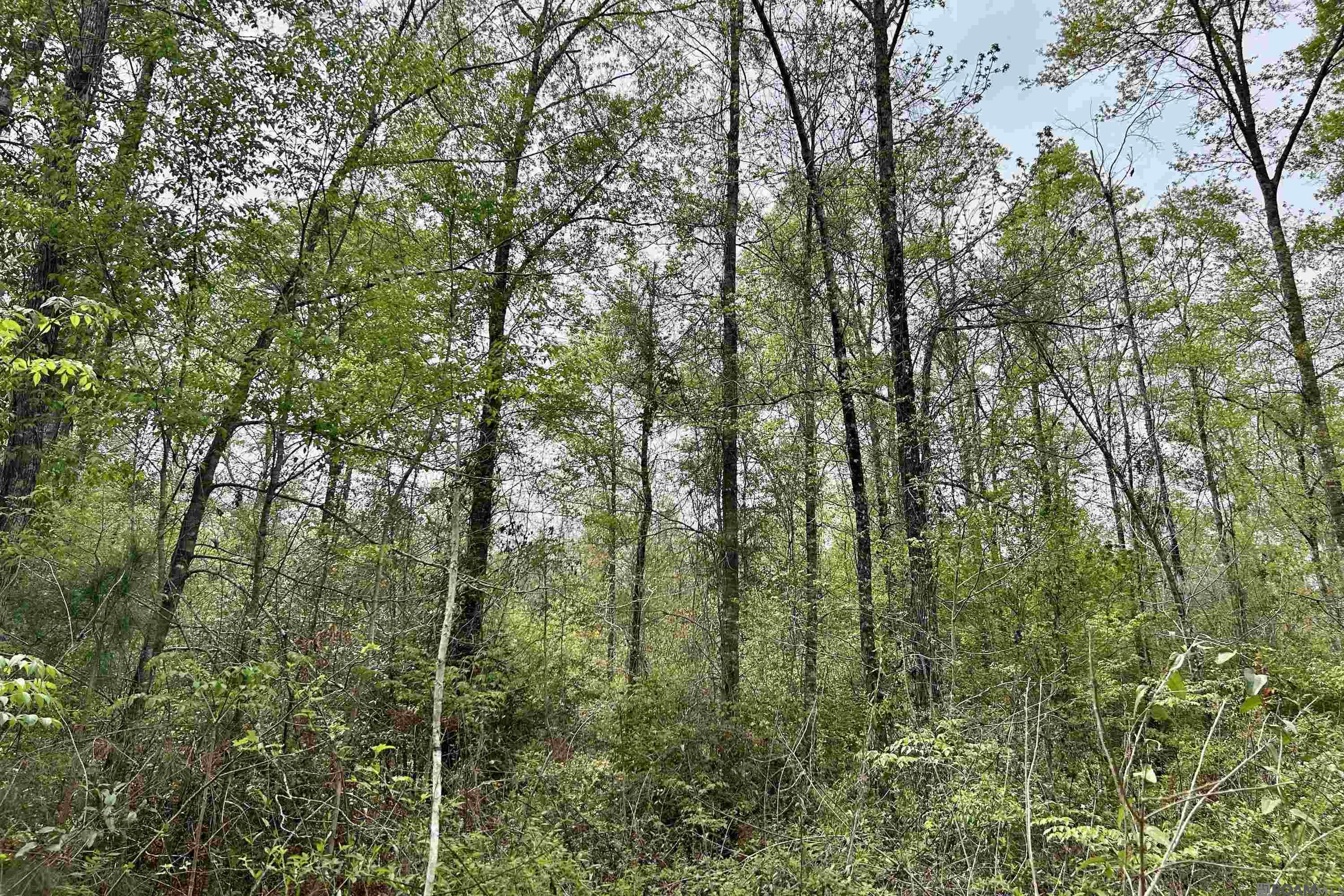 25 La Hwy 960, Clinton, Louisiana image 1