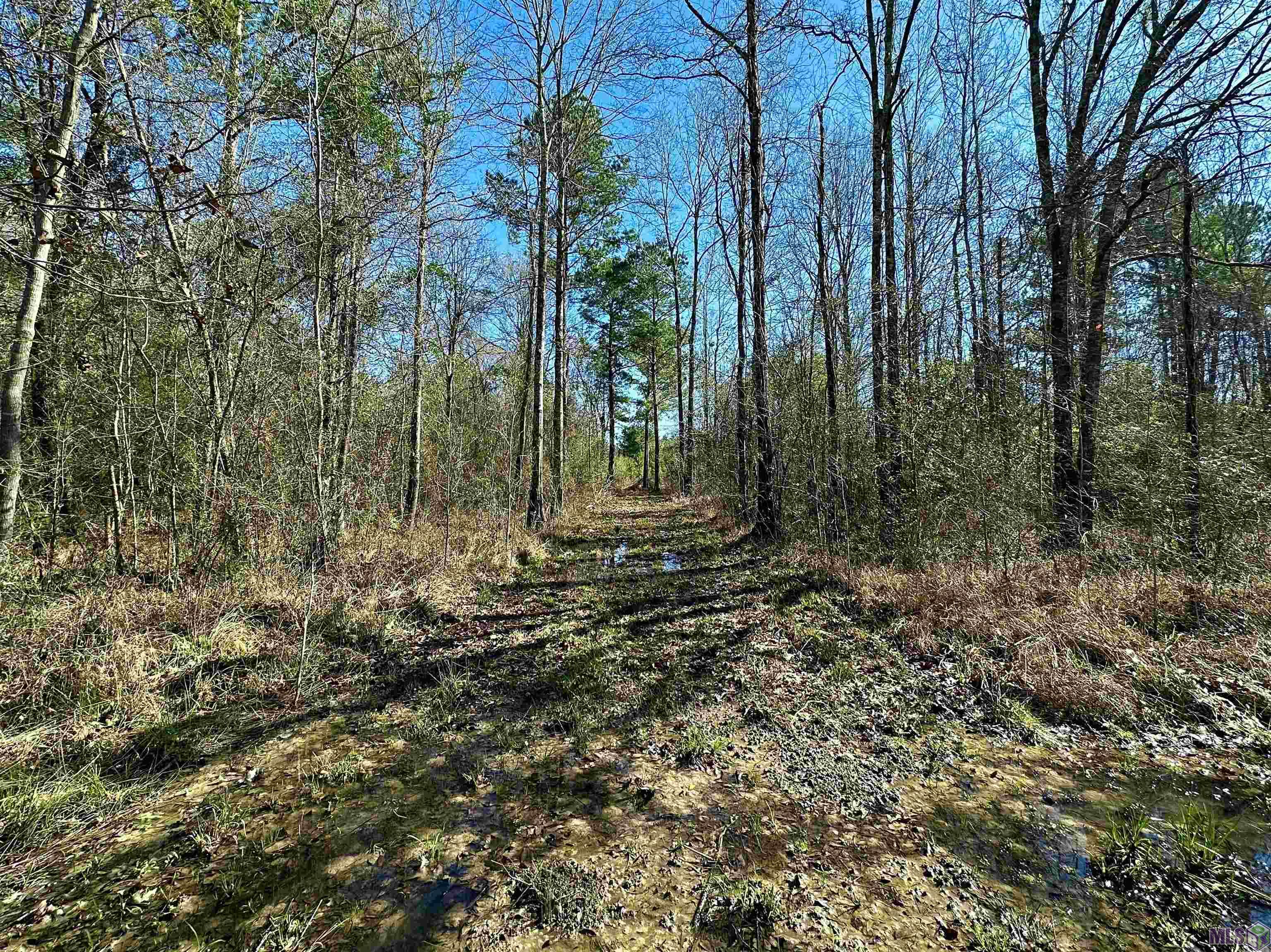 D-4-A Stella Ln, Walker, Louisiana image 1