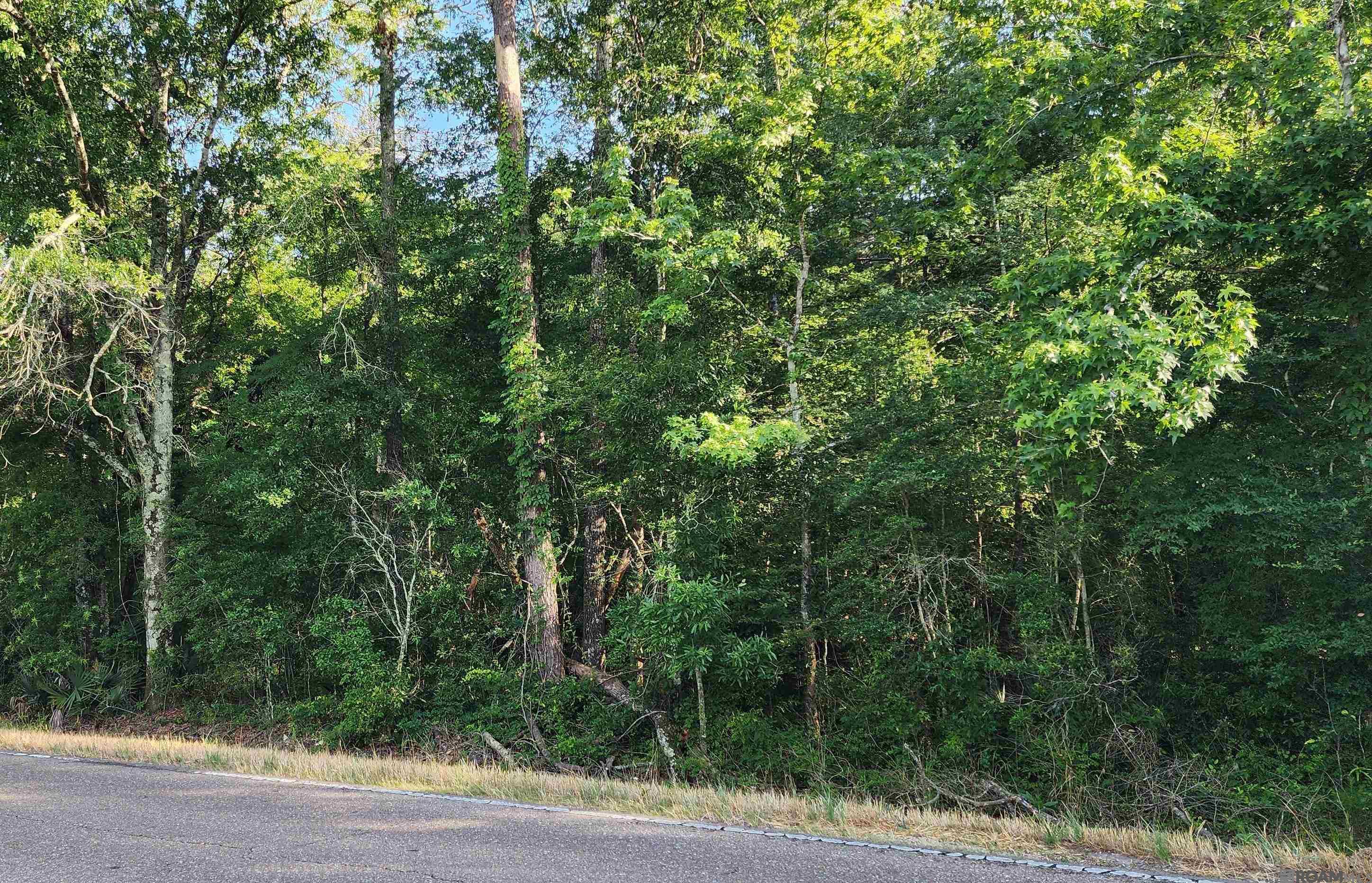 La Hwy 441, Holden, Louisiana image 2