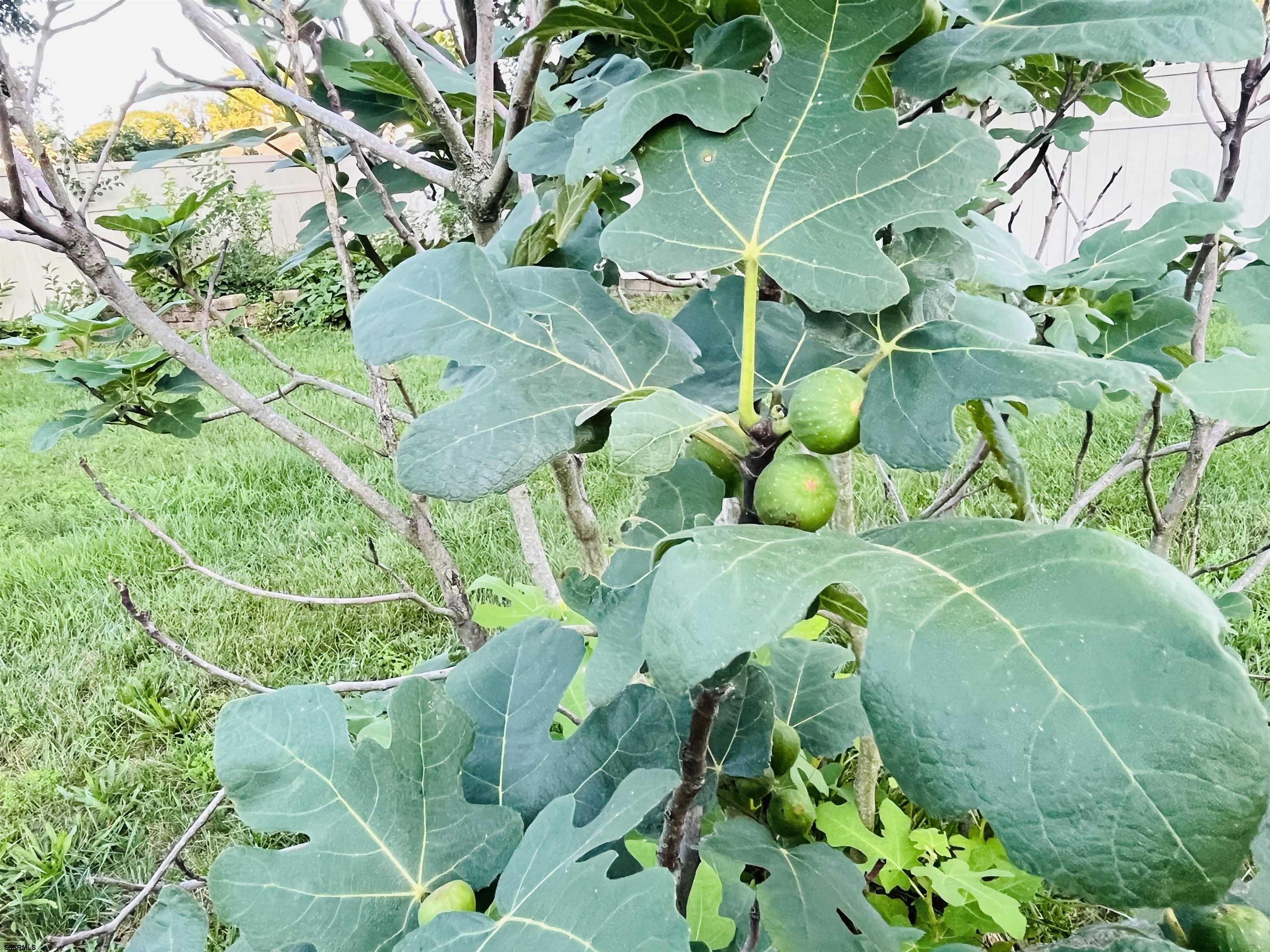 Minotola, New Jersey 08341, United States, 3 Bedrooms Bedrooms, ,3 BathroomsBathrooms,Residential,Active,184111