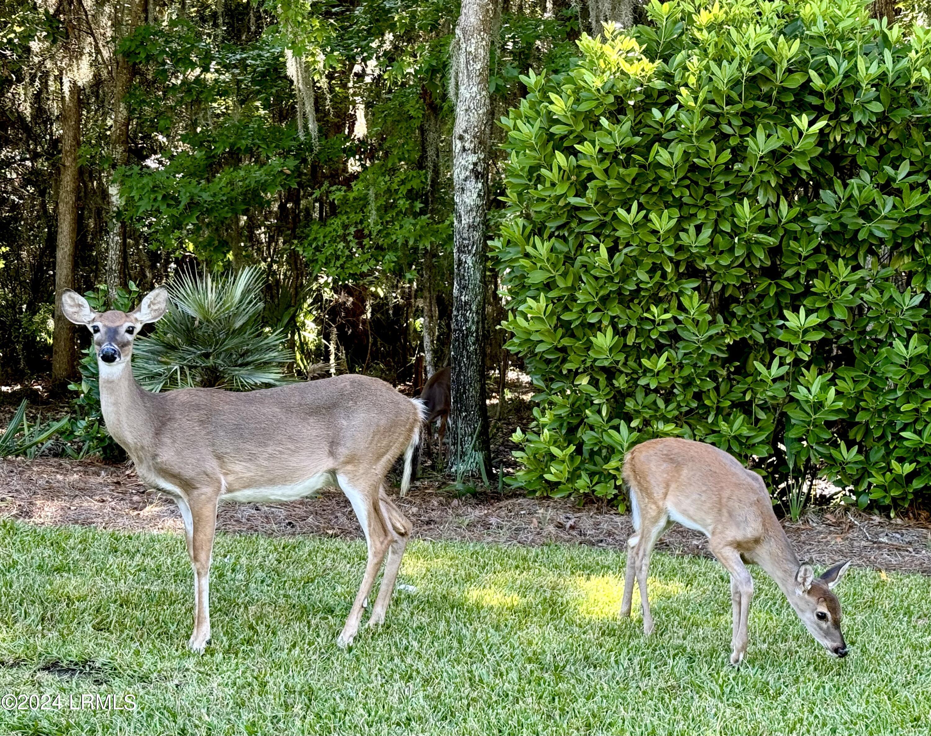 Beaufort, South Carolina 29902, United States, ,Land,Active,43293