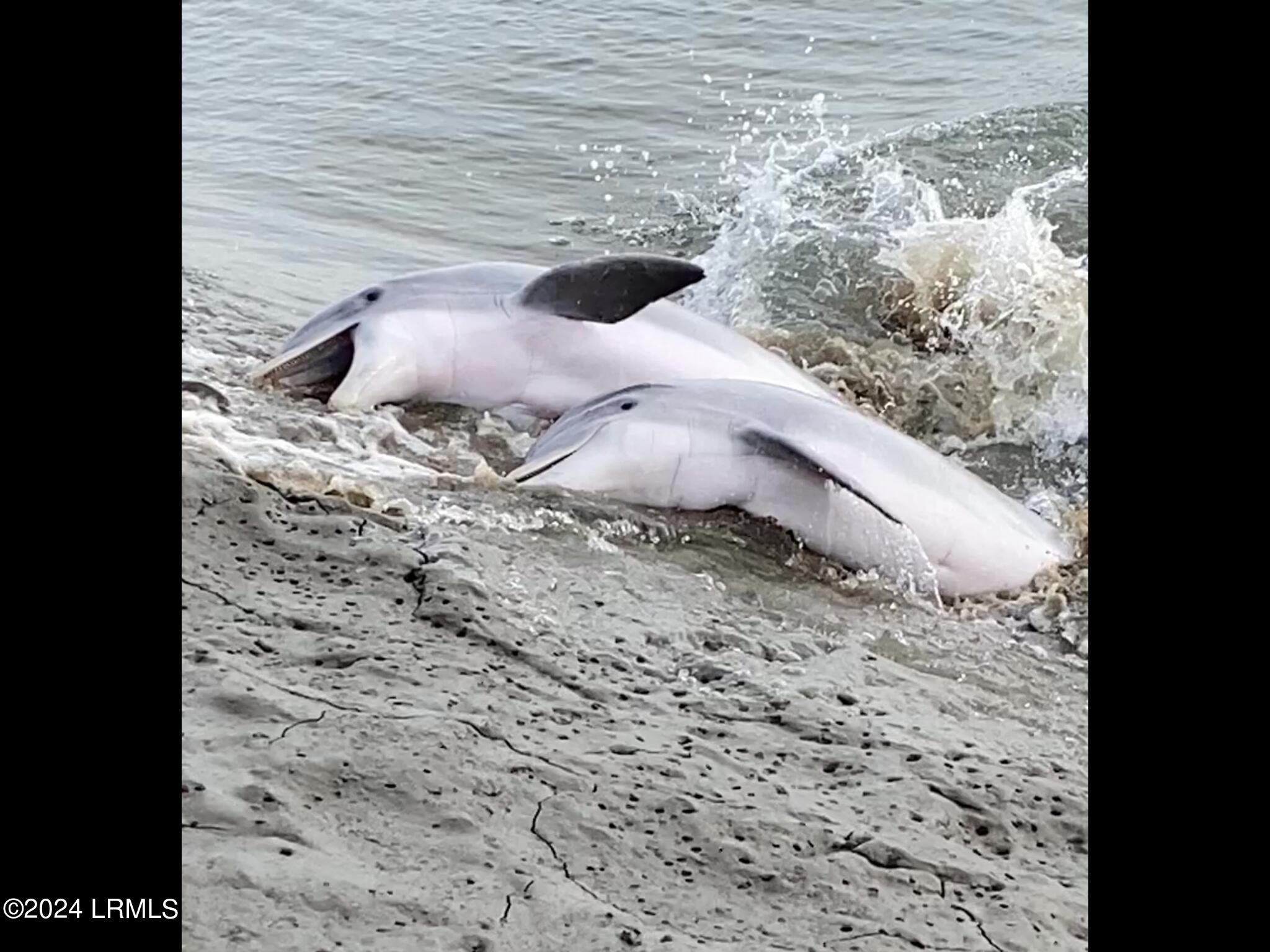 Beaufort, South Carolina 29902, United States, ,Land,Active,43522