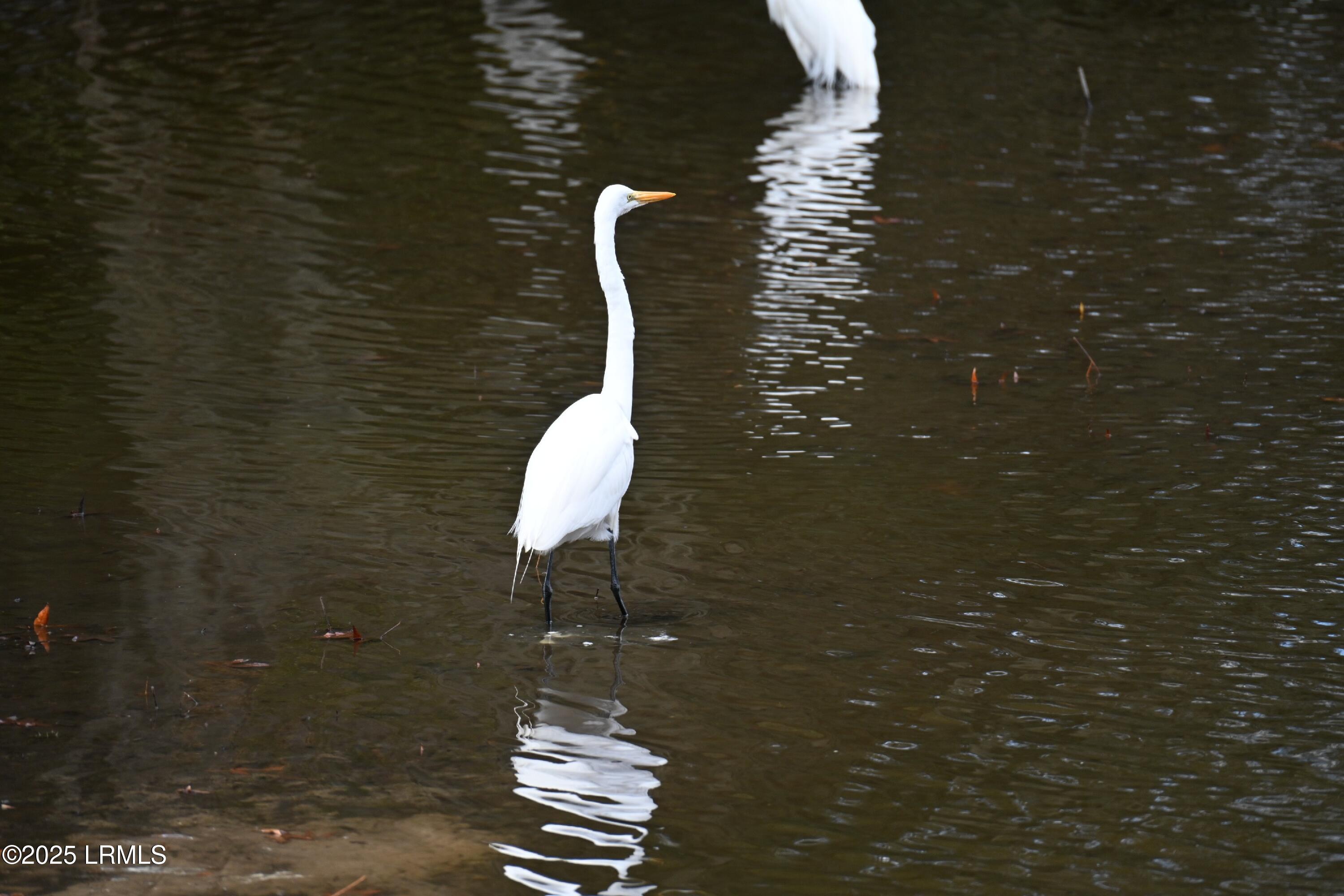 Beaufort, South Carolina 29907, United States, 4 Bedrooms Bedrooms, ,3 BathroomsBathrooms,Residential,Active,19438