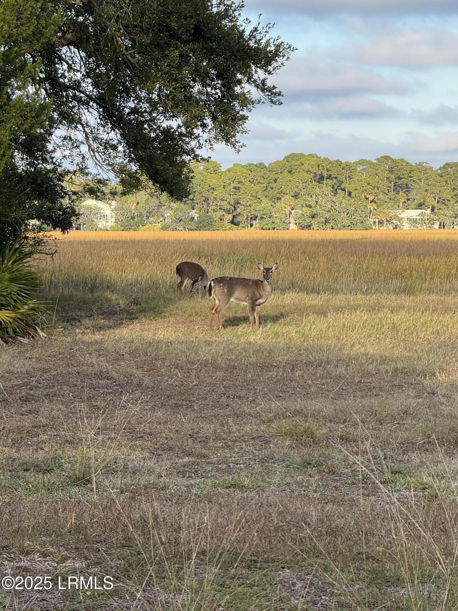 Fripp Island, South Carolina 29920, United States, ,Land,Active,256668