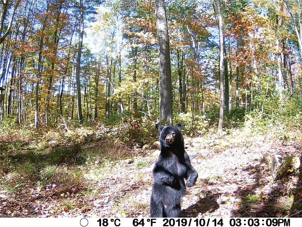 Webster, West Virginia 26288, United States, ,Land,Active,197799