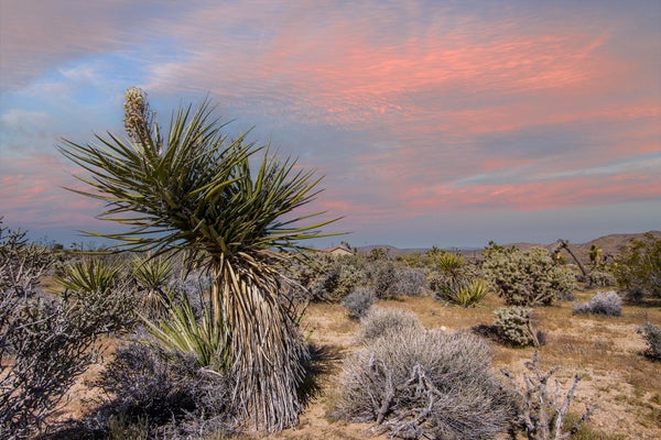 SADDLEBACK RD, JOSHUA TREE, CA 92252 - Image c93bdb3d46b60421738e6ebccedff12b/4217154014