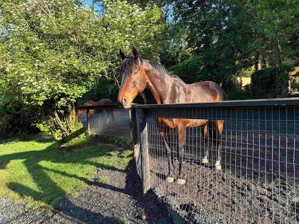 Photo of 11693 246 Street, Maple Ridge, BC V4R 1K7 (MLS # R3113383)