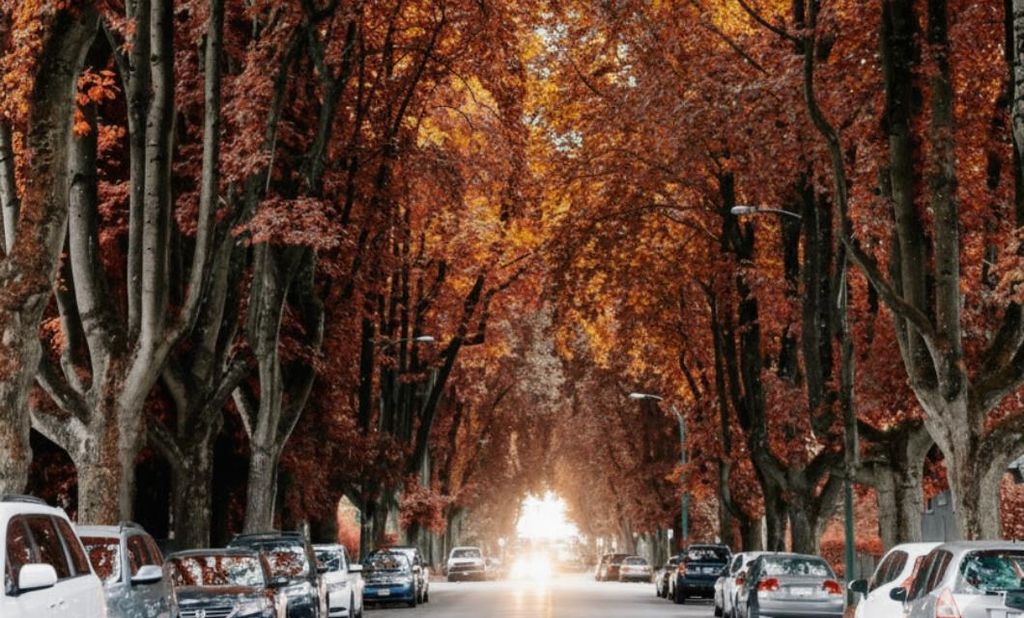 listing image 1101879888661900836