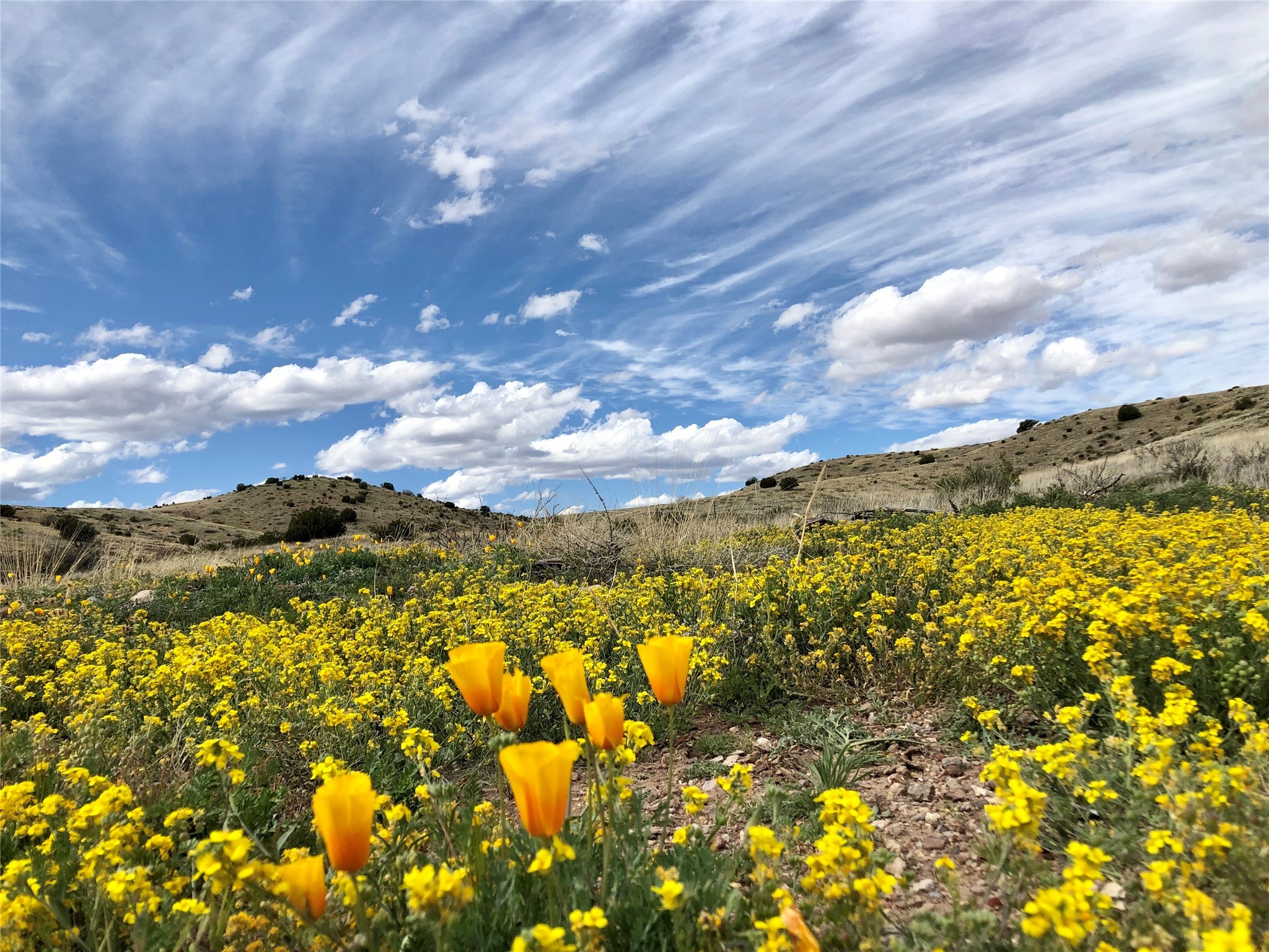Pitchfork Ranch, Silver City, New Mexico image 15