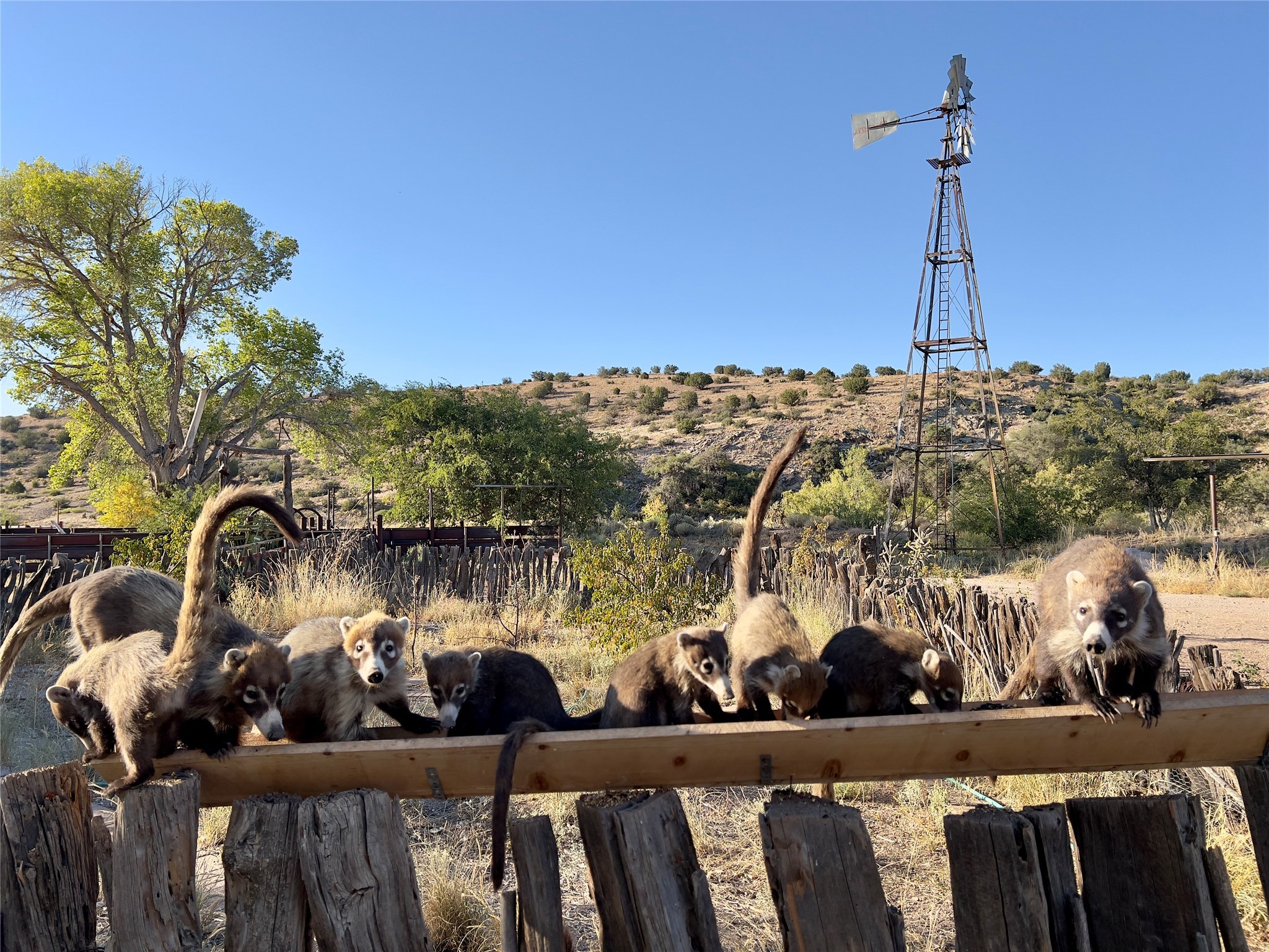 Pitchfork Ranch, Silver City, New Mexico image 9