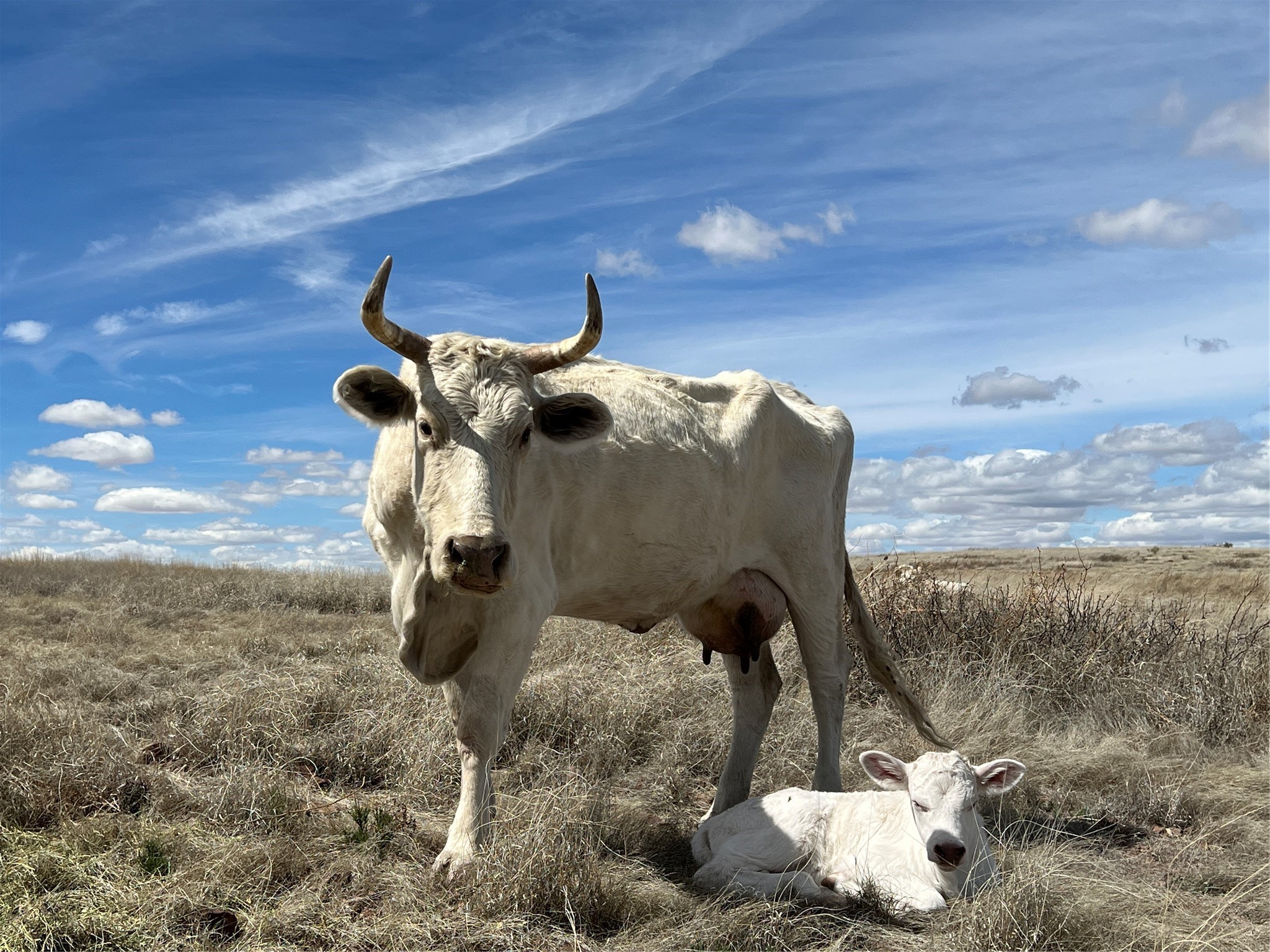 Pitchfork Ranch, Silver City, New Mexico image 17
