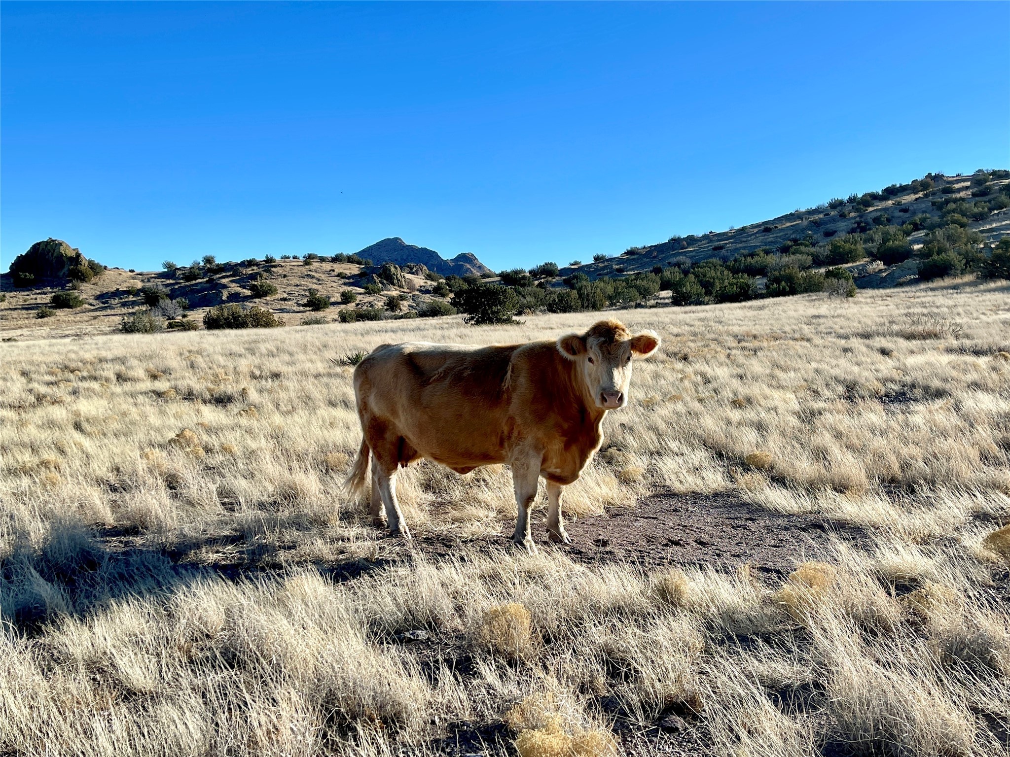 Pitchfork Ranch, Silver City, New Mexico image 7