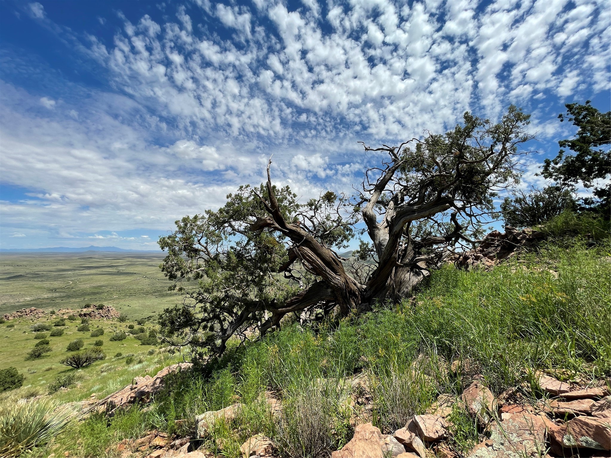 Pitchfork Ranch, Silver City, New Mexico image 26