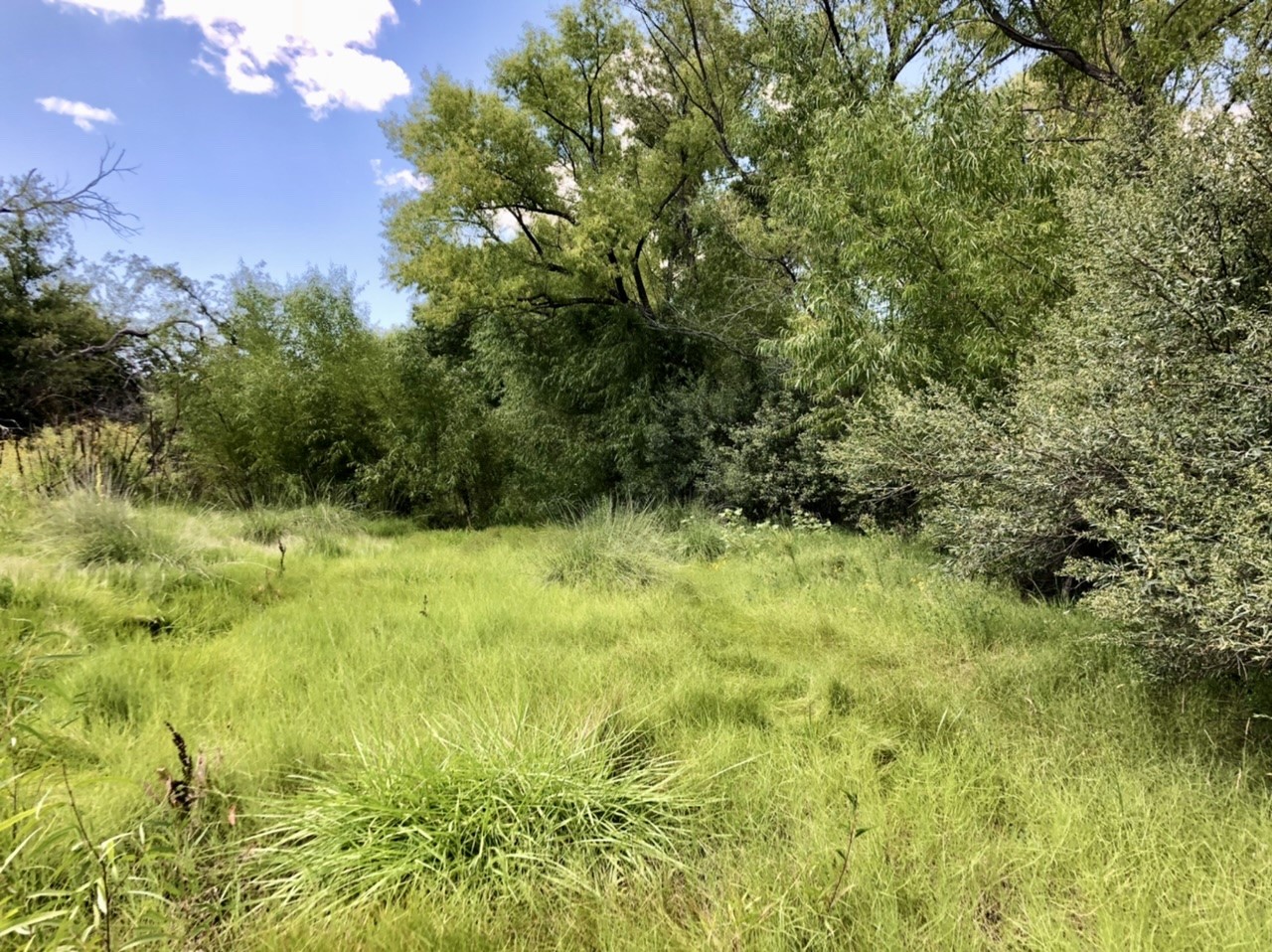 Pitchfork Ranch, Silver City, New Mexico image 6