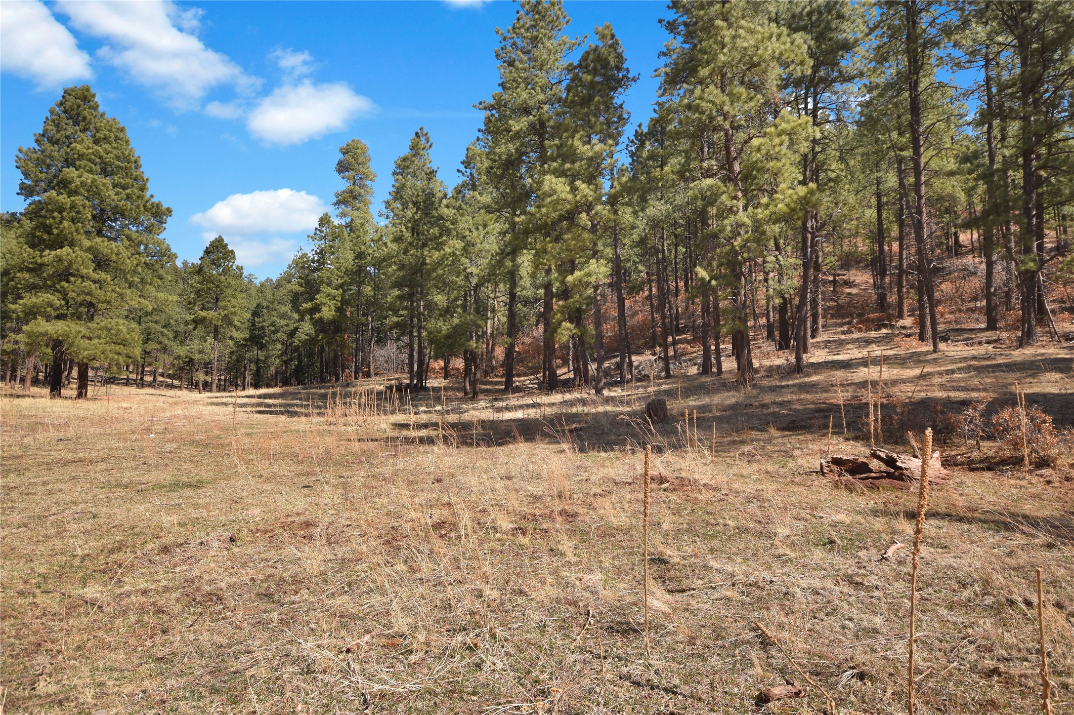 Nm State Rd 126, Jemez Springs, New Mexico image 16