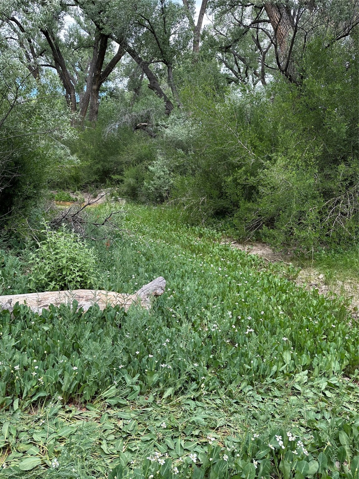 Los Luceros, New Mexico 87511, United States, ,Land,Pending,72377