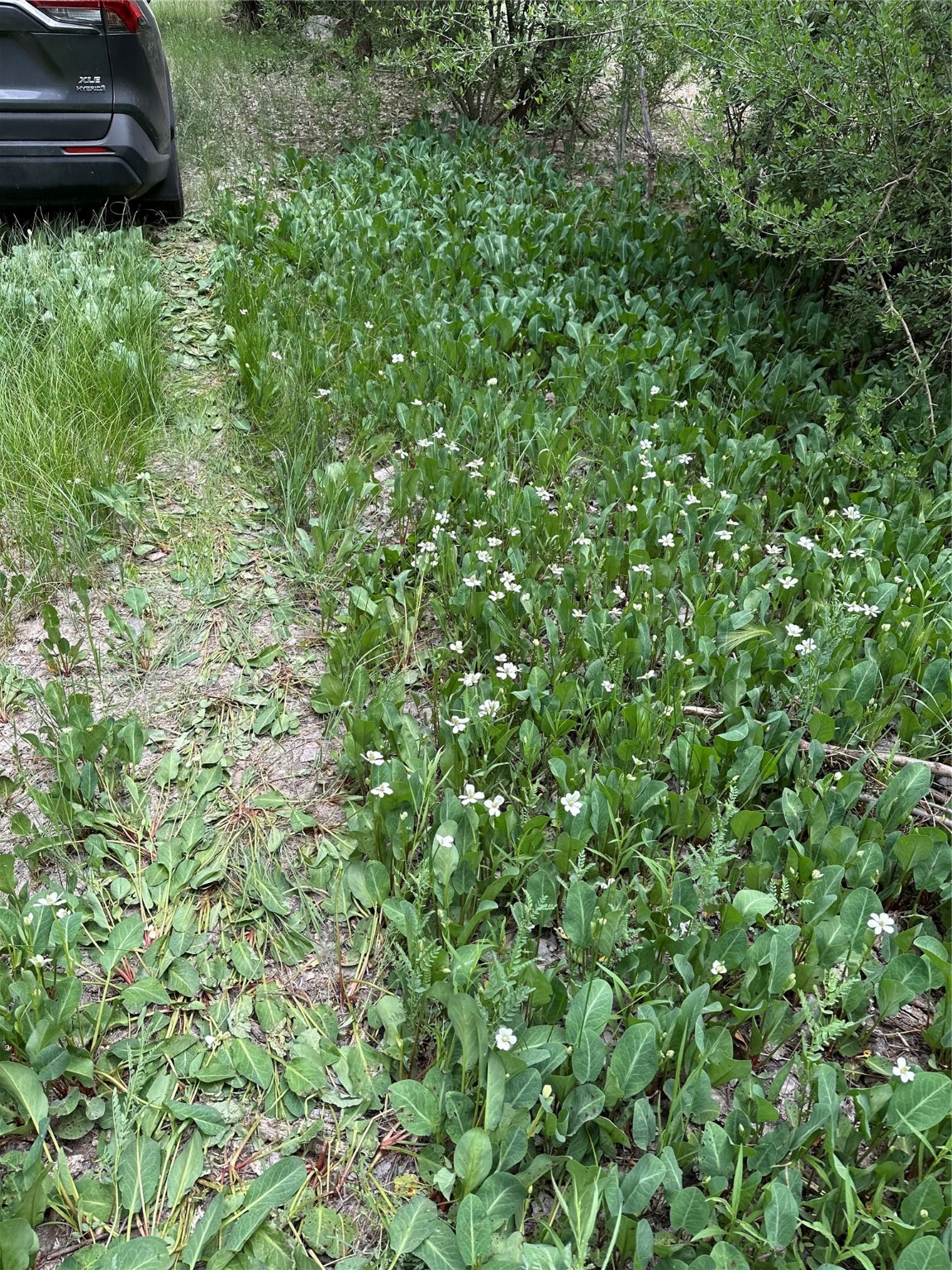 Los Luceros, New Mexico 87511, United States, ,Land,Pending,72377