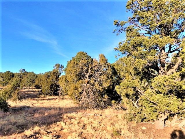 Lot 2 Cr A20, Las Vegas, New Mexico image 3