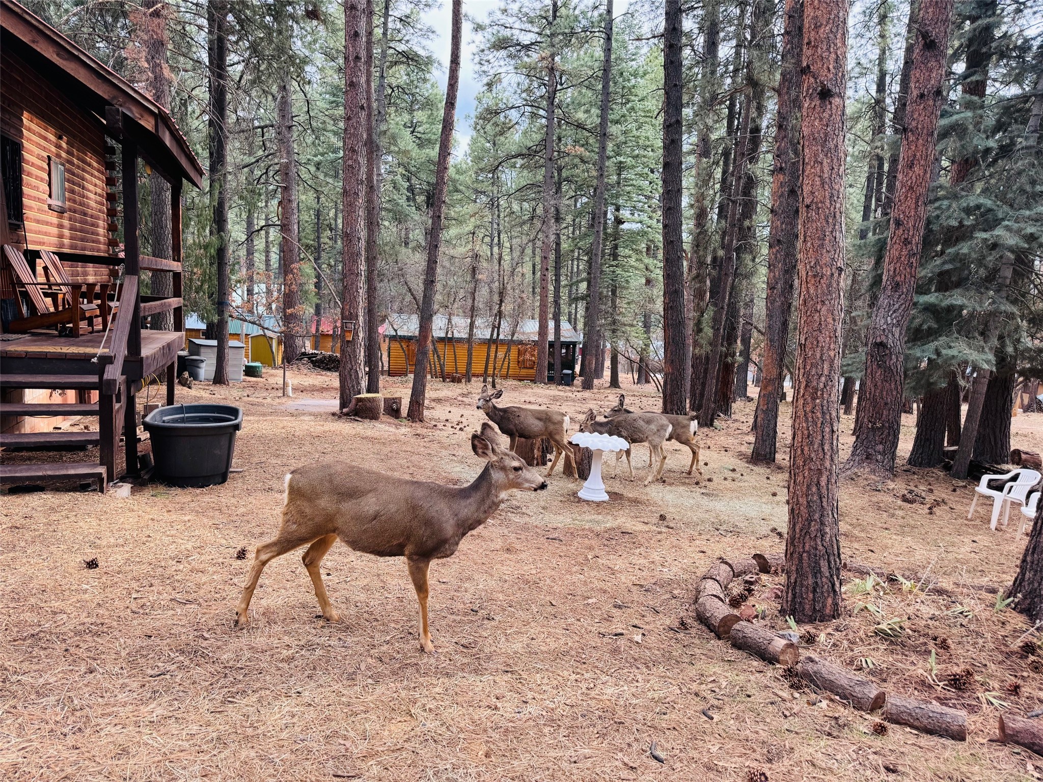 27 Bear Road, Chama, New Mexico image 50