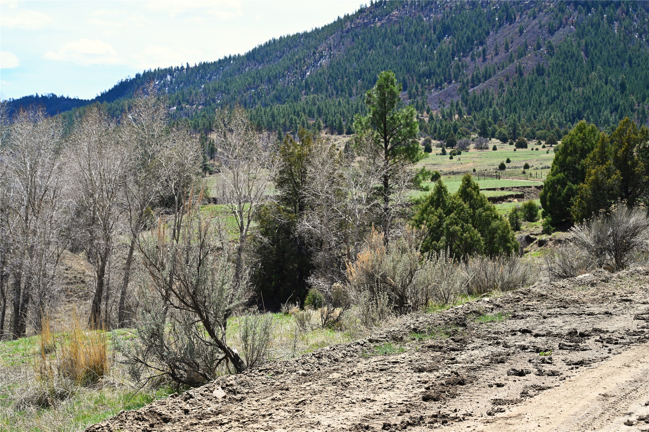 TBD Cr 352, Lumberton, New Mexico image 12