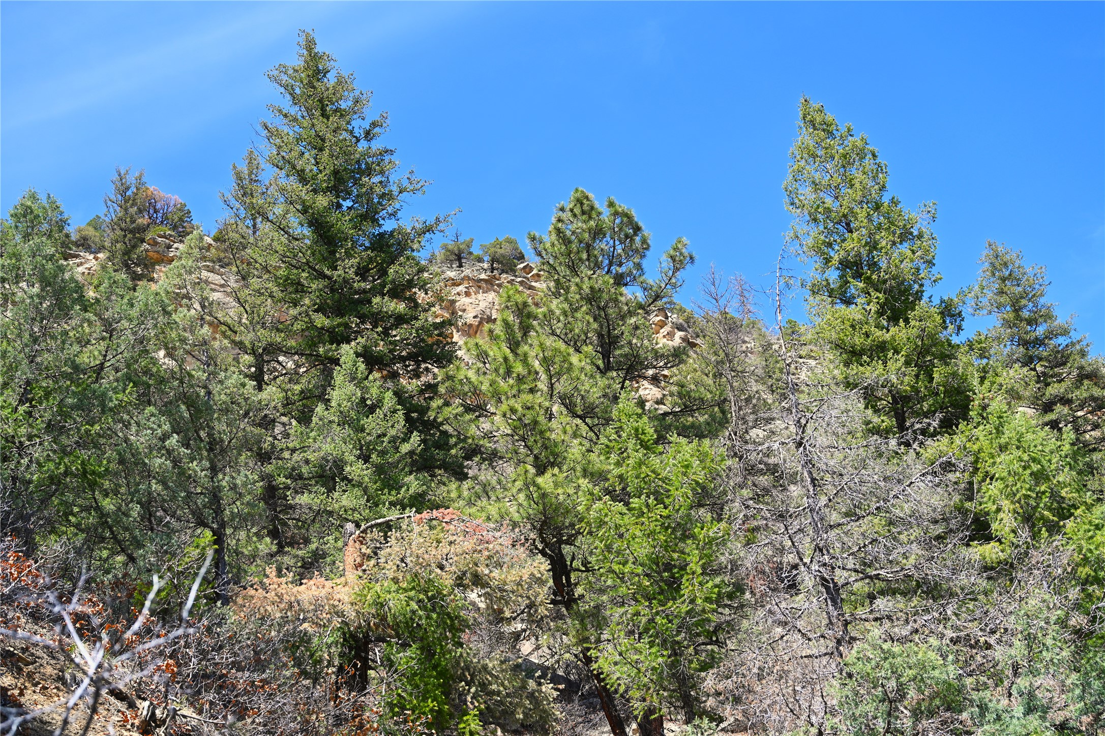 TBD Cr 352, Lumberton, New Mexico image 34