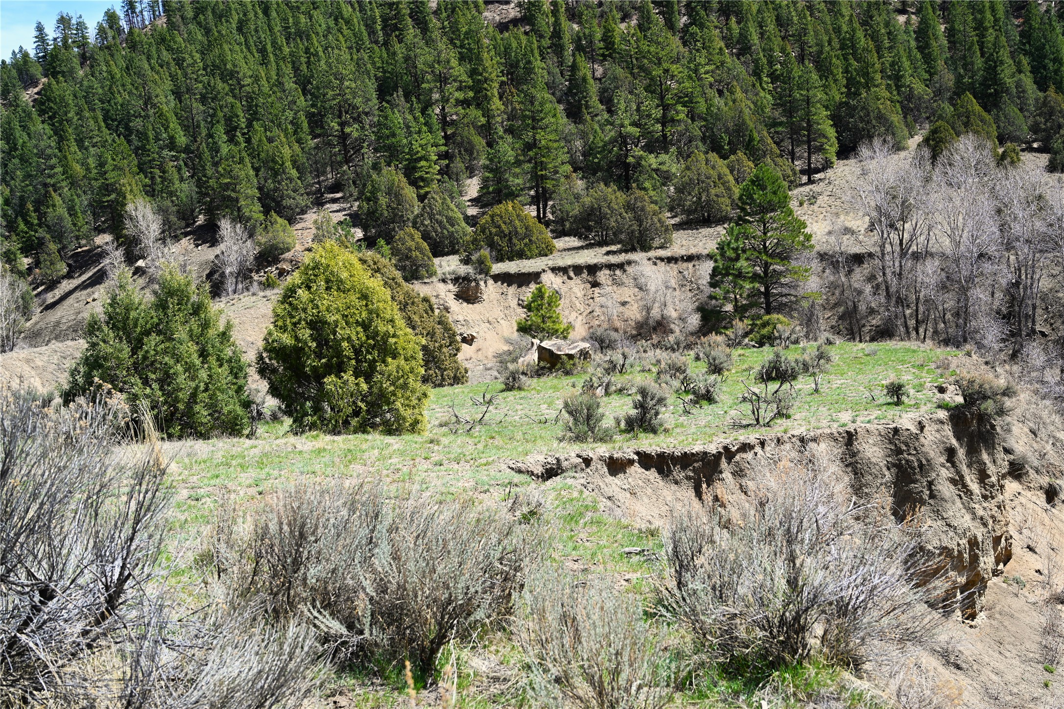 TBD Cr 352, Lumberton, New Mexico image 13