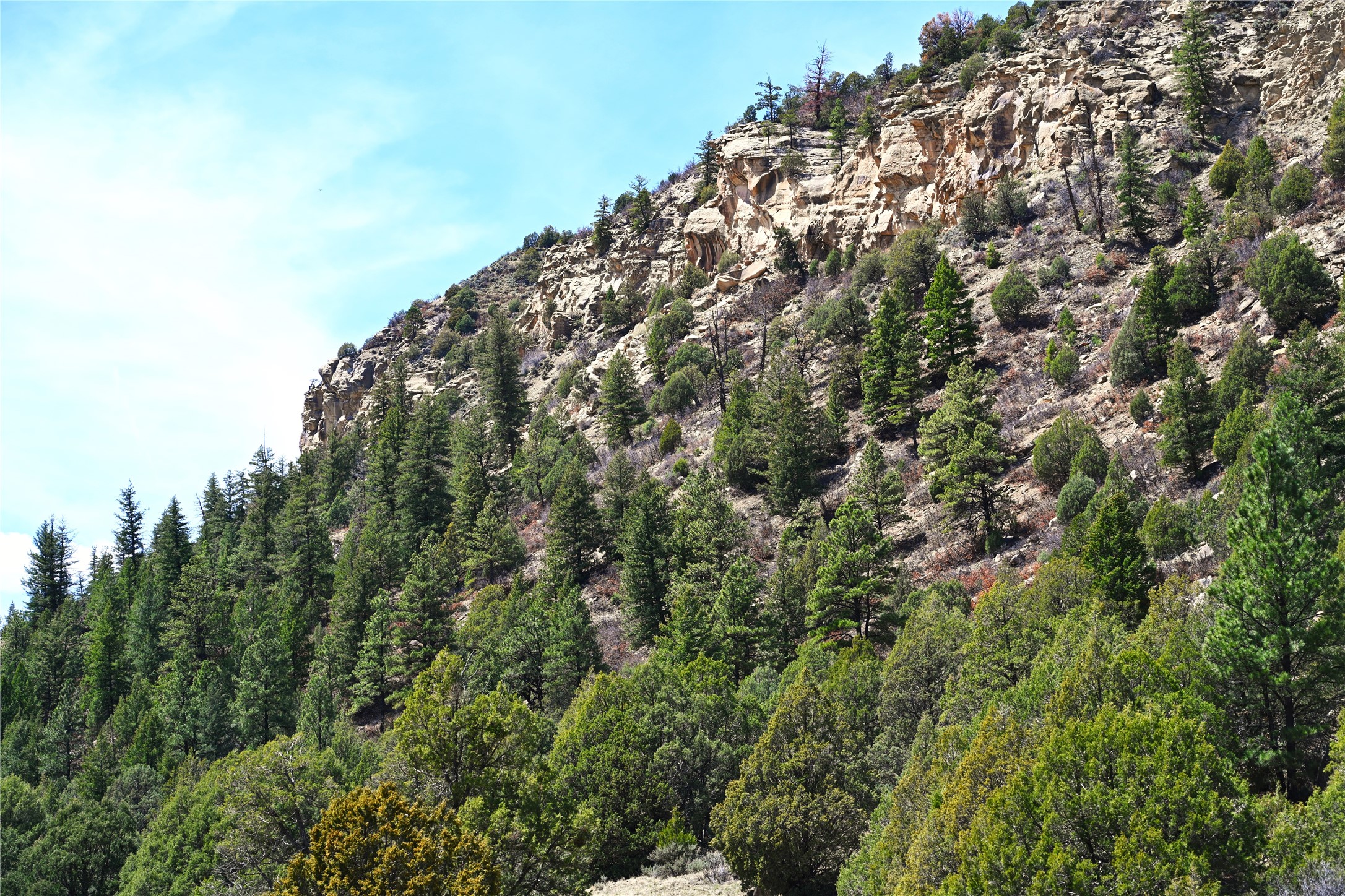 TBD Cr 352, Lumberton, New Mexico image 4