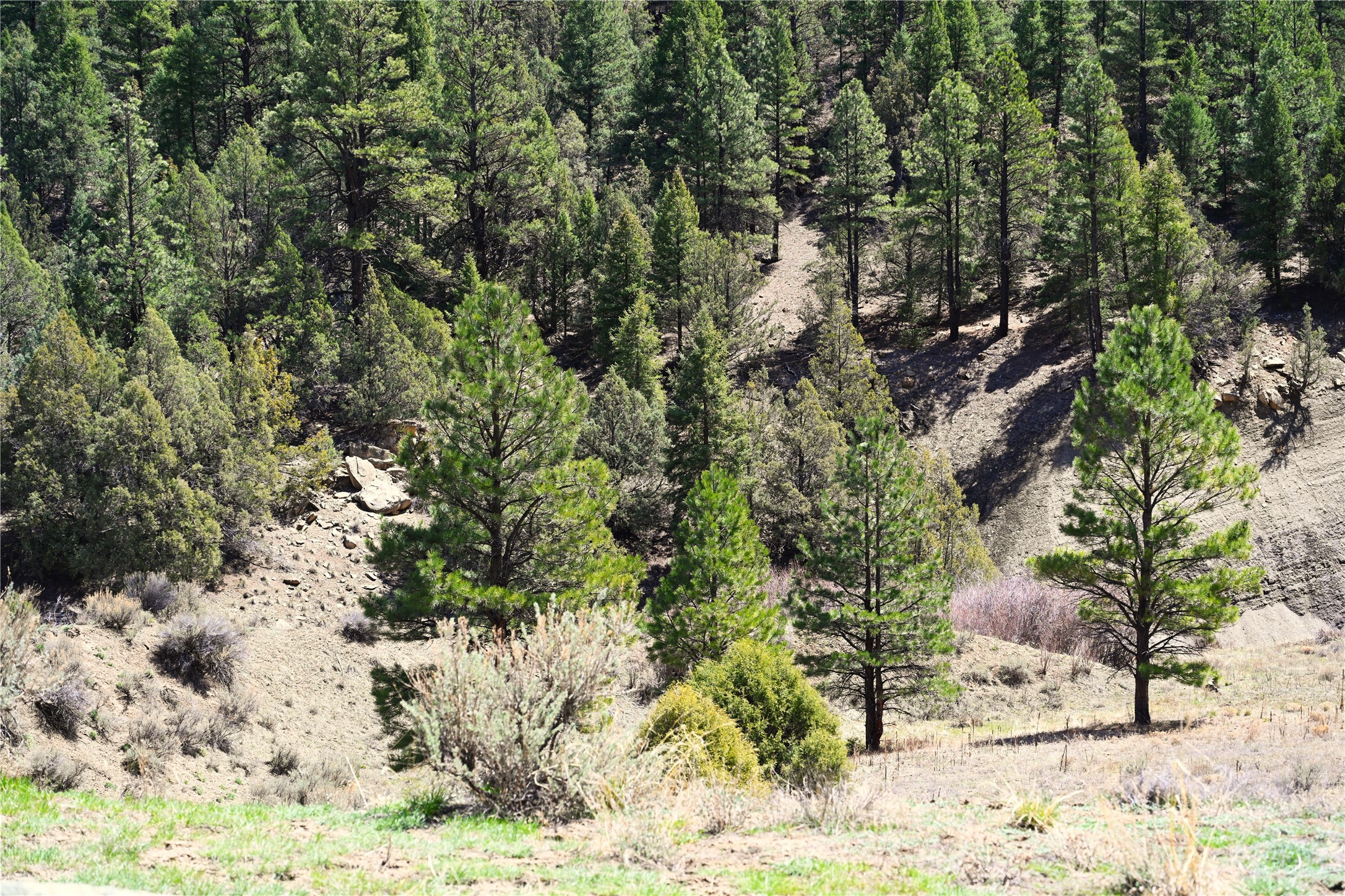 TBD Cr 352, Lumberton, New Mexico image 8