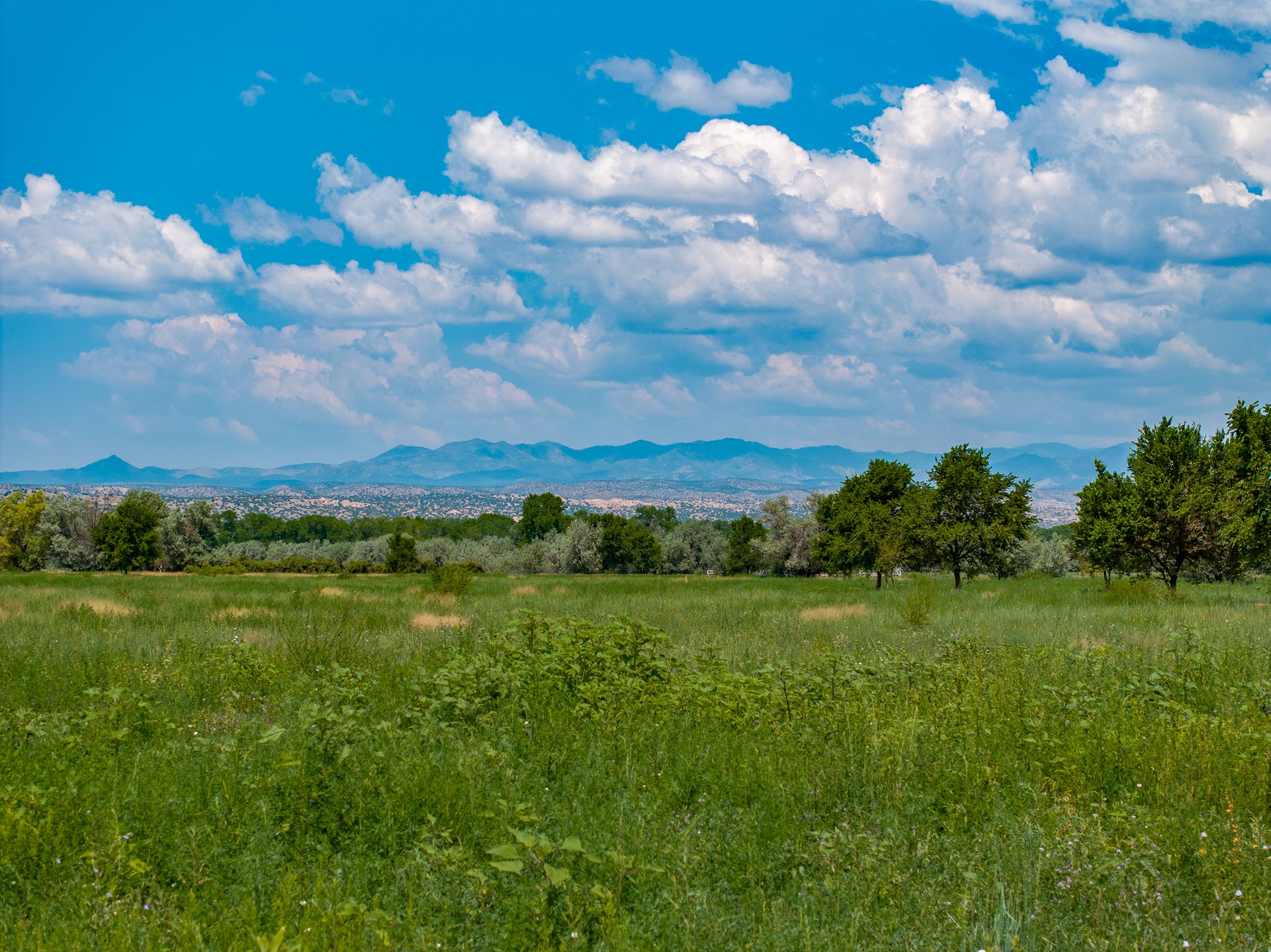 009 Sparkling Moolah, Pena Blanca, New Mexico image 15