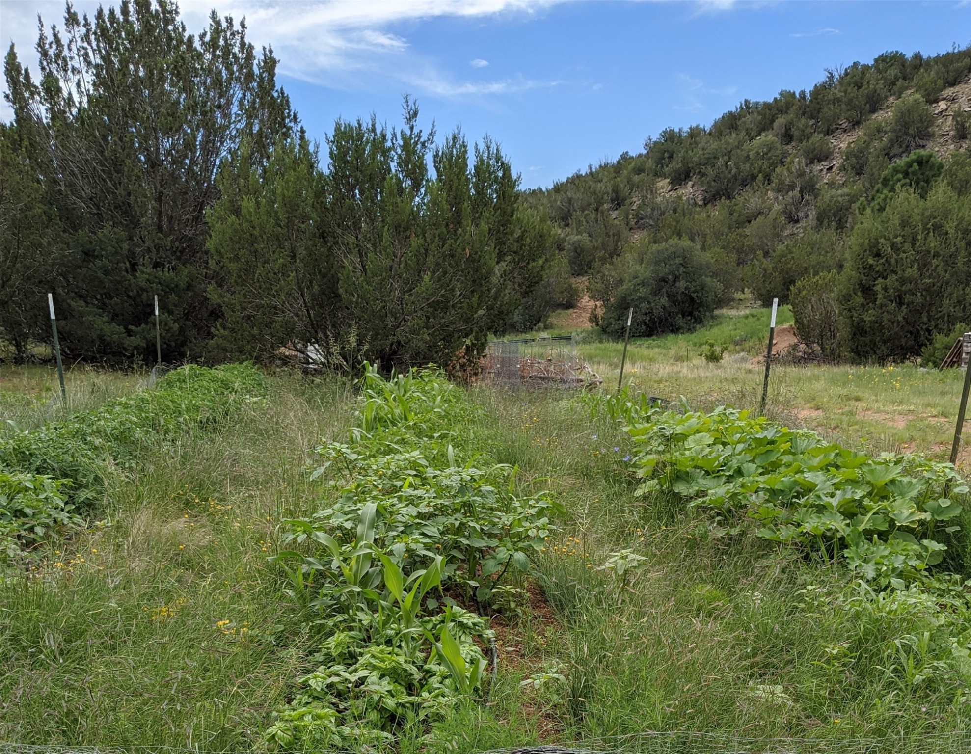 626 County Road B36, Ribera, New Mexico image 12