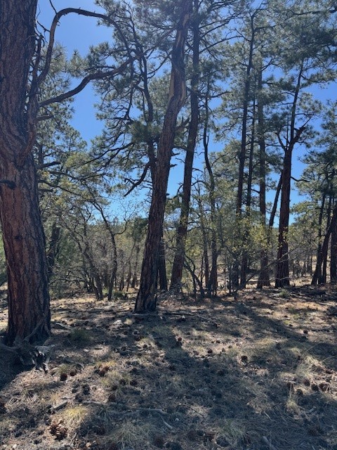 TBD Doe Run, Los Ojos, New Mexico image 6