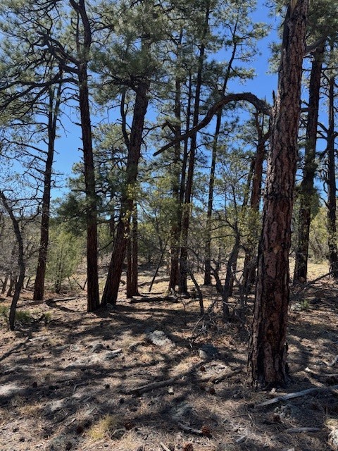 TBD Doe Run, Los Ojos, New Mexico image 4