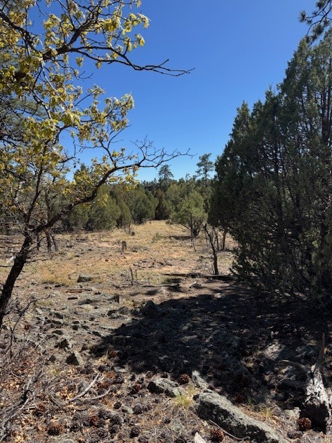 TBD Doe Run, Los Ojos, New Mexico image 5