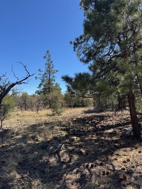TBD Doe Run, Los Ojos, New Mexico image 2