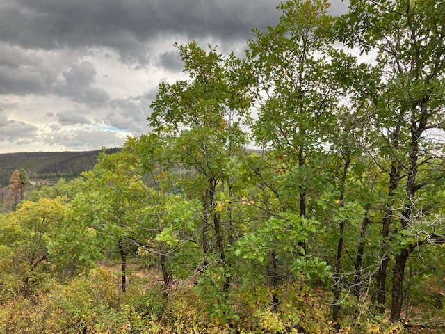 Tract 1 La Sierra Road, Holman, New Mexico image 13