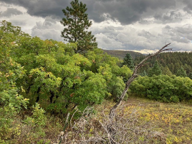 Tract 1 La Sierra Road, Holman, New Mexico image 9