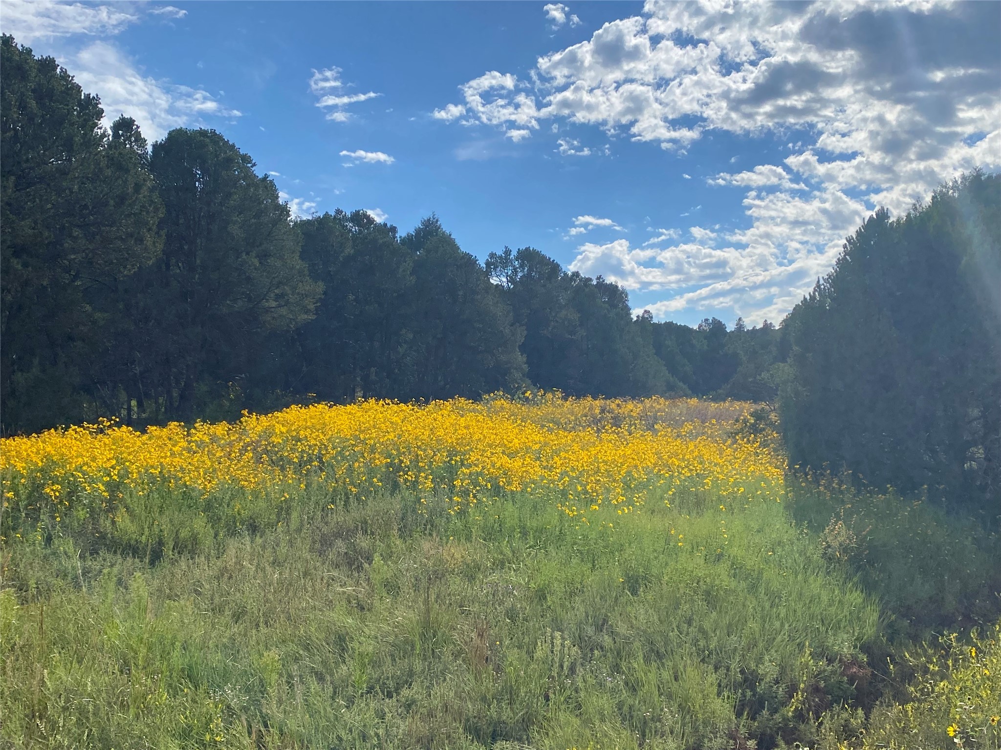 28 (Lot 1) The Cliffs, Glorieta, New Mexico image 11