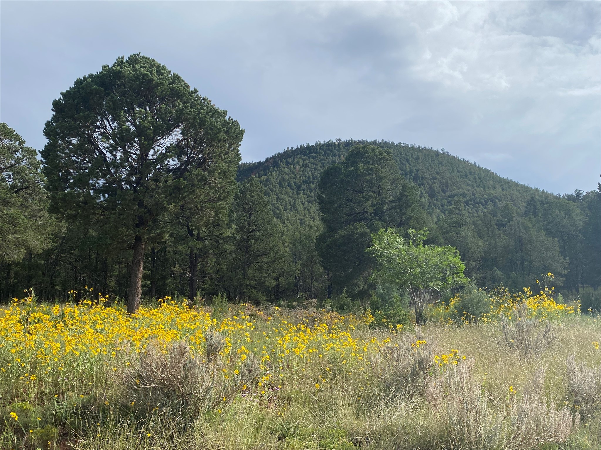28 (Lot 1) The Cliffs, Glorieta, New Mexico image 7