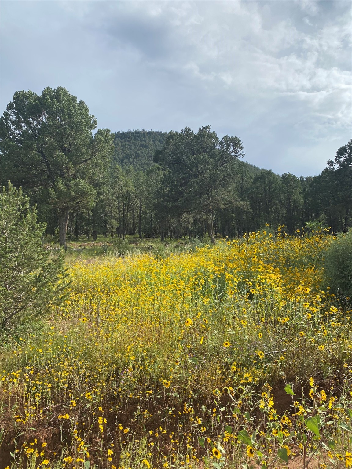28 (Lot 1) The Cliffs, Glorieta, New Mexico image 5