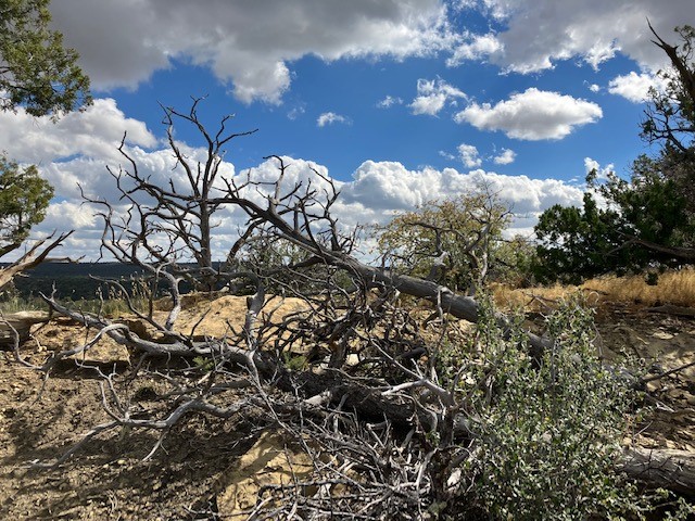 353 Shade Tree Lane, Ramah, New Mexico image 4