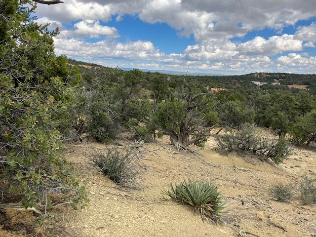 353 Shade Tree Lane, Ramah, New Mexico image 11