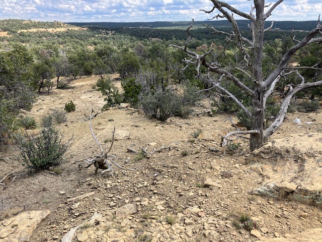 353 Shade Tree Lane, Ramah, New Mexico image 5